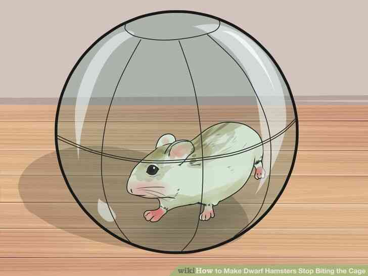 Image intitulée Faire des Hamsters Nains Arrêter de Mordre la Cage de l
